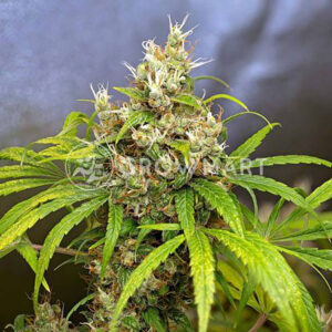 NEVILLE'S-HAZE_Feminizovaná_semínka_konopí
