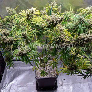 NEVILLE'S-HAZE_Feminizovaná_semínka_konopí