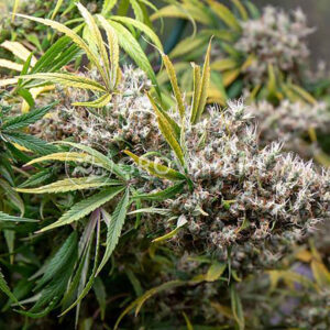 NEVILLE'S-HAZE_Feminizovaná_semínka_konopí