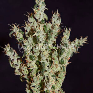 NL5-HAZE-MIST_Feminizovaná_semínka_konopí