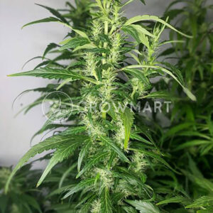 NL5-HAZE-MIST_Feminizovaná_semínka_konopí