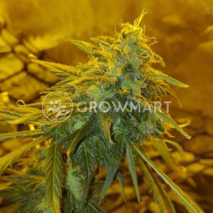 NL5-HAZE-MIST_Feminizovaná_semínka_konopí