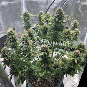 Green House Seed - PURE KUSH | Feminized cannabis seeds - Image 7