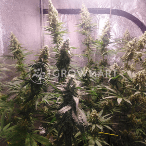 N_L_Blue_Free_THC_seminka_konopi