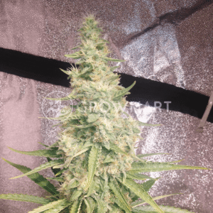 N_L_Blue_Free_THC_seminka_konopi