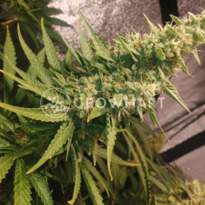 N_L_Blue_Free_THC_seminka_konopi