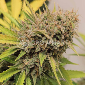 Naranja_Biscotti_Fast_Version_seminka_konopi