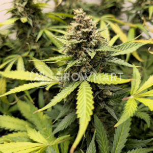 Naranja_Biscotti_Fast_Version_seminka_konopi