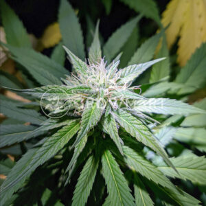 Nebula_II_CBD_Feminizované_semínka_konopí