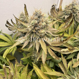 New_York_Diesel_seminka_konopi