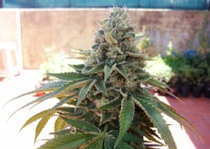 Dutch Passion - AUTO NIGHT QUEEN® | Autoflowering Hemp Seeds - Image 9