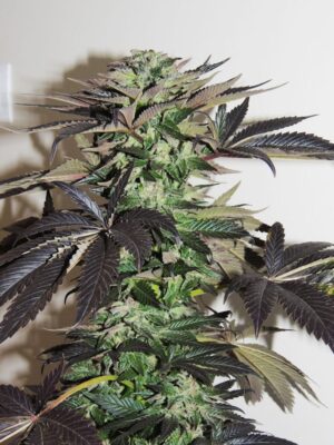 Dutch Passion - AUTO NIGHT QUEEN® | Autoflowering Hemp Seeds - Image 10