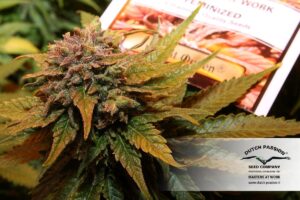 Dutch Passion - AUTO NIGHT QUEEN® | Autoflowering Hemp Seeds - Image 12