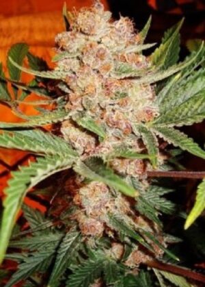 Bubbleliciou semena konopí - growmart