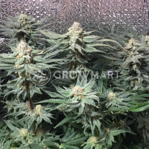NORTHERN_LIGHT_X_BIG_BUD_EARLY_HARVEST_Feminizovaná_semínka_konopí