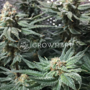NORTHERN_LIGHT_X_BIG_BUD_EARLY_HARVEST_Feminizovaná_semínka_konopí