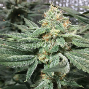 Northern_Light_Big_Bud_Feminizovaná_semínka_konopí