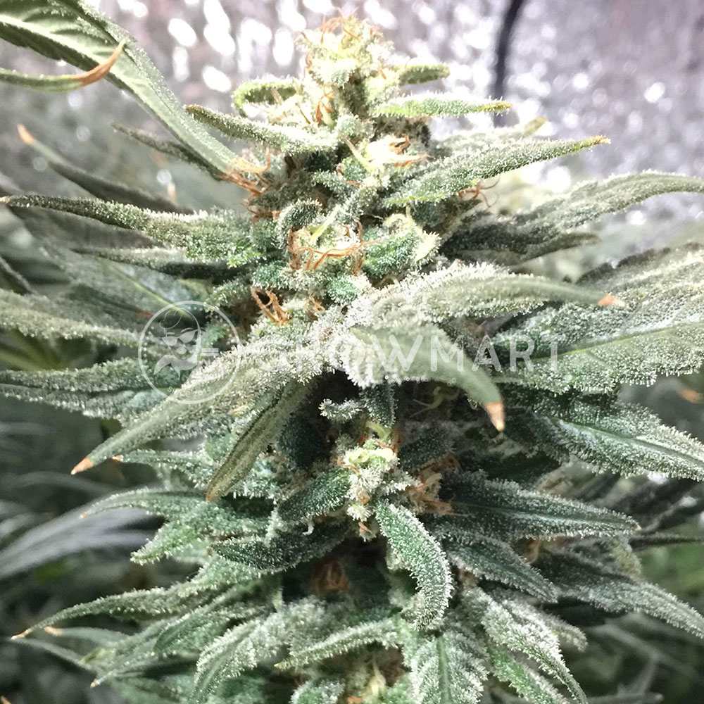 Northern_Light_Big_Bud_Feminizovaná_semínka_konopí