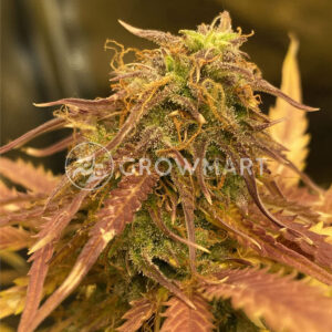 Northern_Light_Big_Bud_Ryder_Autoflowering_semínka_konopí