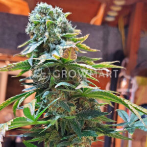 Northern_Light_Skunk_Feminizovaná_semínka_konopí