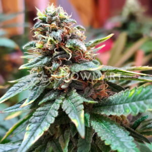Northern_Light_Skunk_Feminizovaná_semínka_konopí