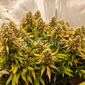 Northern_Lights_5_x_Haze_Fem_Feminizované_semínka_konopí