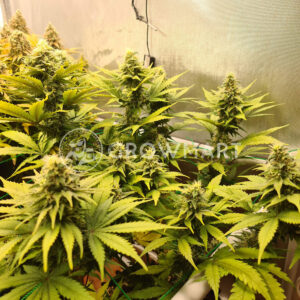 Northern_Lights_5_x_Haze_Fem_Feminizované_semínka_konopí