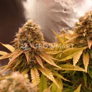 Northern_Lights_5_x_Haze_Fem_Feminizované_semínka_konopí