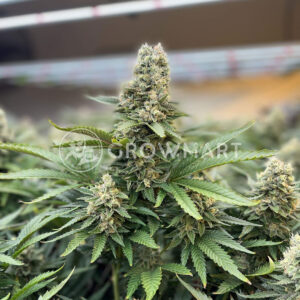 Northern_Lights_5_x_Haze_Reg_Regulérni_semínka_konopí