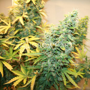 Northern_Lights_Auto_Autoflowering_semínka_konopí