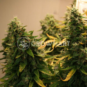 Northern_Lights_Auto_Autoflowering_semínka_konopí