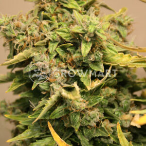 Northern_Lights_Auto_Autoflowering_semínka_konopí