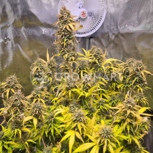 Northern_Lights_Automatic_Autoflower_semínka_konopí