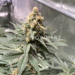 Northern_Lights_CBD_Seminka_Konopi_2