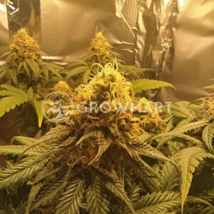 Northern_Lights_Fem_Feminizované_semínka_konopí