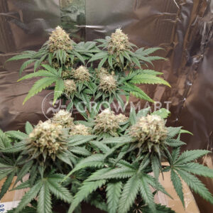 Northern_Lights_Fem_Feminizované_semínka_konopí