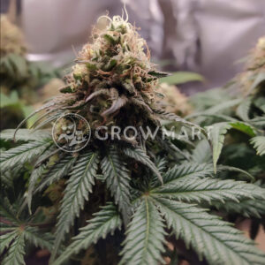 Northern_Lights_Fem_Feminizované_semínka_konopí