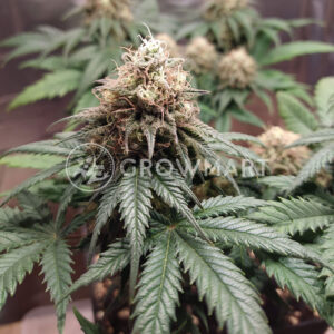 Northern_Lights_Fem_Feminizované_semínka_konopí