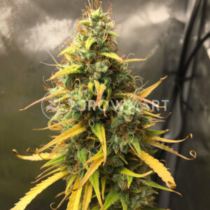 Northern_lights_auto_Autoflowering_semínka_konopí