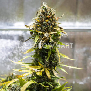 Norththunder_Fuck_Auto_seminka_konopi