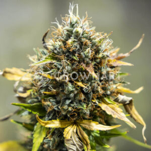 Norththunder_Fuck_Auto_seminka_konopi