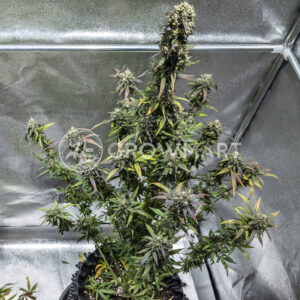 Norththunder_Fuck_Auto_seminka_konopi