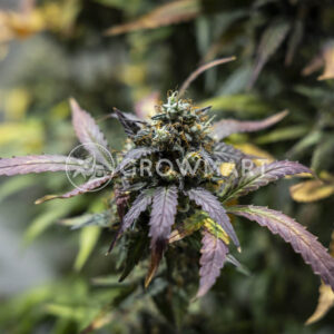 Norththunder_Fuck_Auto_seminka_konopi