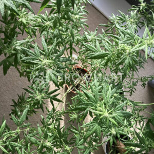 Nurse_Lilly_CBD_Feminizované_semínka_konopí