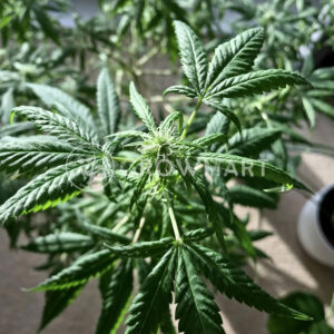 Nurse_Lilly_CBD_Feminizované_semínka_konopí