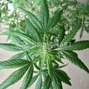 Nurse_Lilly_CBD_Feminizované_semínka_konopí