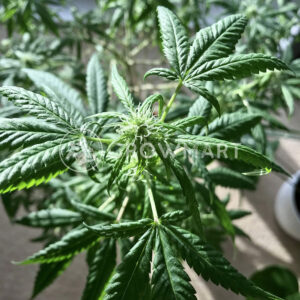 Nurse_Lilly_CBD_Feminizované_semínka_konopí