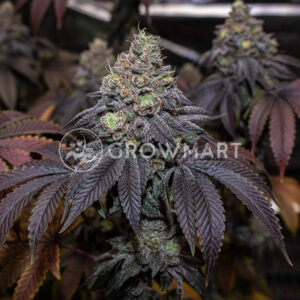 O.M.G_Feminizované_semena_konopí