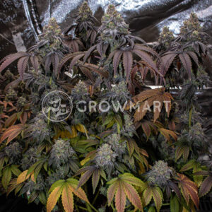 O.M.G_Feminizované_semena_konopí