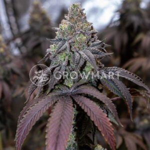 O.M.G_Feminizované_semena_konopí